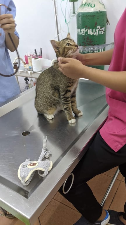 สมโภชสัตวแพทย์ animal clinic