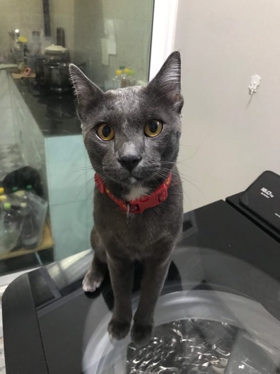 ตามหาเจ้าของแมว #หาบ้าน
📣ประกาศหาบ้านให้น้องแมวค่ะ
เนื่องจาก​น้องแมวหลงมา พยายามติดป้ายประกาศ พร้อมทั้งโพสต์ตามหาเจ้าของแล้วแต่ยังไม่เจอ
(ตอนนี้ทำวัคซีนให้เรียบร้อยแล้ว รอทำหมัน สามารถไปส่งน้องให้ได้ช่วงต้นเดือนธันวาหลังจากทำหมันเสร็จ)

** อ่ า น เ งื่ อ น ไ ข ก่ อ น **
- ขอบ้านระบบปิด 100% ไม่ขังกรง (บ้านตัวเอง)
- หิวต้องได้กิน ป่วยต้องได้หาหมอ
- ไม่มีปัญหาเรื่องค่าใช้จ่าย และ ไม่แพ้ขนแมว 
- อัพเดทได้เป็นระยะ
- ปรึกษาคนในครอบครัวให้เรียบร้อยก่อนนะคะ !!
- ขอดูสถานที่เลี้ยงทาง inbox
- ไม่ส่งน้องต่อ // หากมีความจำเป็นจะต้องแจ้งให้ทราบก่อน
📌ยินดีนำส่งถึงบ้าน ในเขตกทม./ปริมณฑล/จ.ใกล้เคียง

 𖦹 ข้อความข้างต้นถือว่าเป็นสัญญาในการรับเลี้ยง 𖦹

🐈‍⬛น้อง​แมว​เป็น​เพศผู้​ อายุ​ประมาณ​ 1-2​ ปี​

❎ทำหมันแล้ว
✅หยดหมัด ถ่ายพยาธิแล้ว
✅ทำวัคซีนพื้นฐานและพิษสุนัขบ้า ครบแล้ว

📌ใครรับเลี้ยงขอทำสัญญา​ในการรับเลี้ยงนะคะ​
🏠พิกัด กรุงเทพ รามอินทรา 109(พระยาสุเรนทร์ 30) ค่ะ (มาดูตัวจริงน้องได้นะคะ)
📩สนใจทักแชทได้นะคะ​ หรือโทร 0824146917

#หาบ้านให้แมว #แมวหาบ้าน #แมวจร #CatForAdoption
#NoAdoptionFee