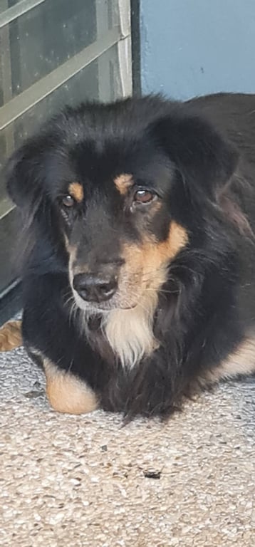 ตามหาเจ้าของหมา มีโซ่เป็นปลอกคอ