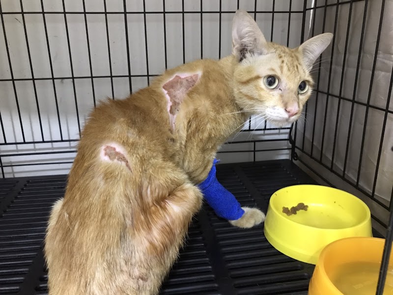 ดาวคะนองสัตวแพทย์ (DKN Vet Clinic)