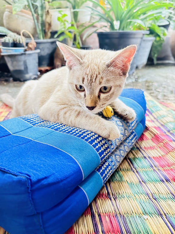 มาลี