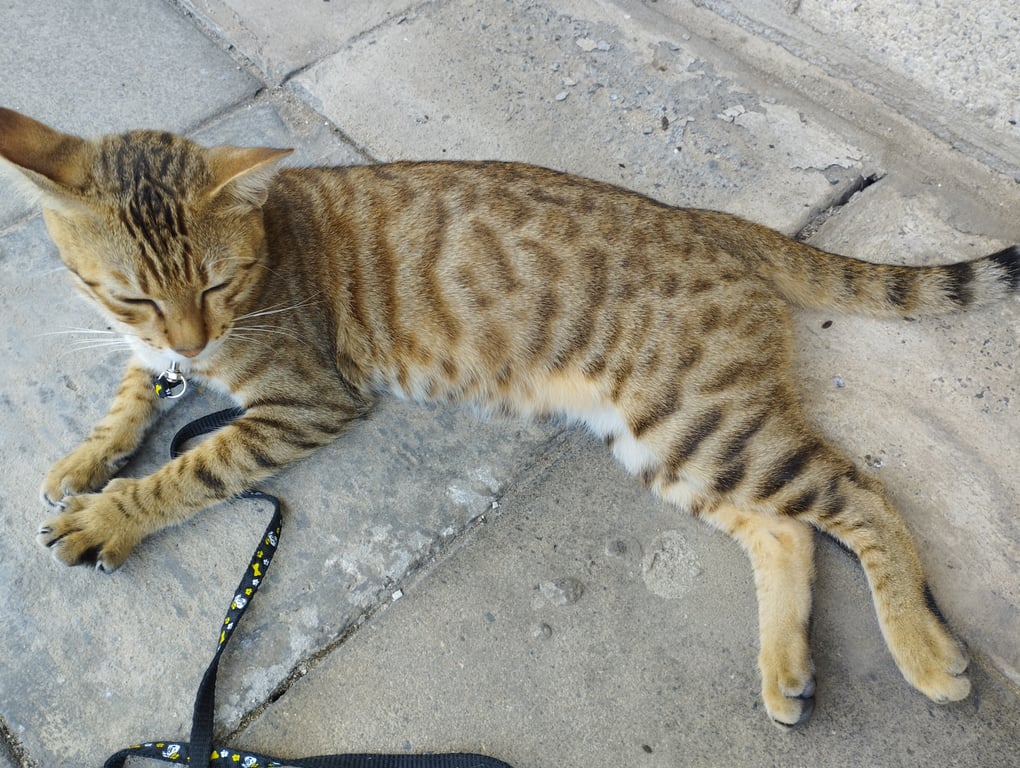 ตามหาเจ้าของแมว 