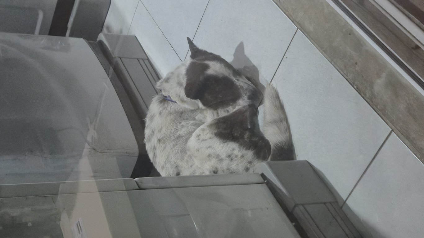 ตามหาเจ้าของหมา เจอที่ป่าตัน หนีพลุมา