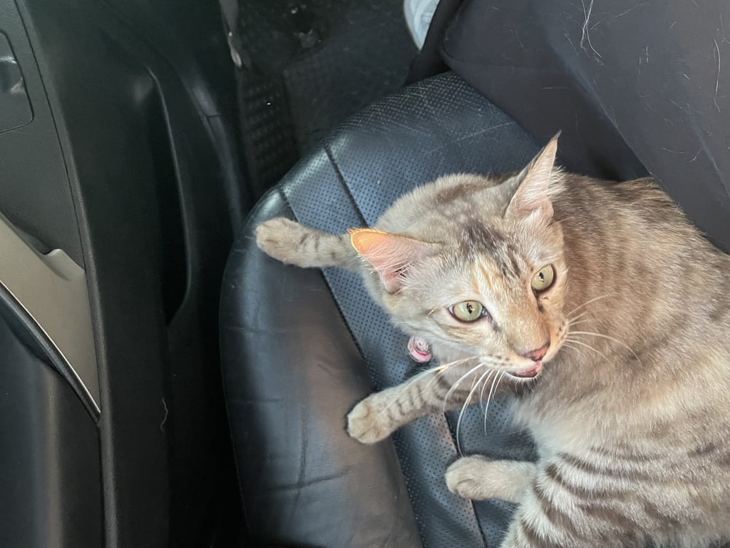 ตามหาเจ้าของแมว ใต้รถไฟฟ้ารามอินทรากม.9 หน้าโรงพยาบาลสินแพทย์