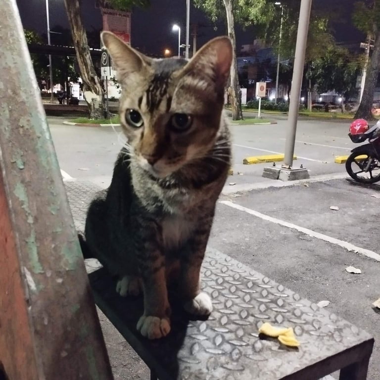 ตามหาเจ้าของแมว น้องทำหมันแล้ว หางกุด