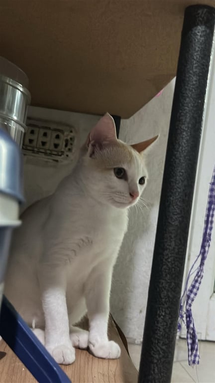เหมียว