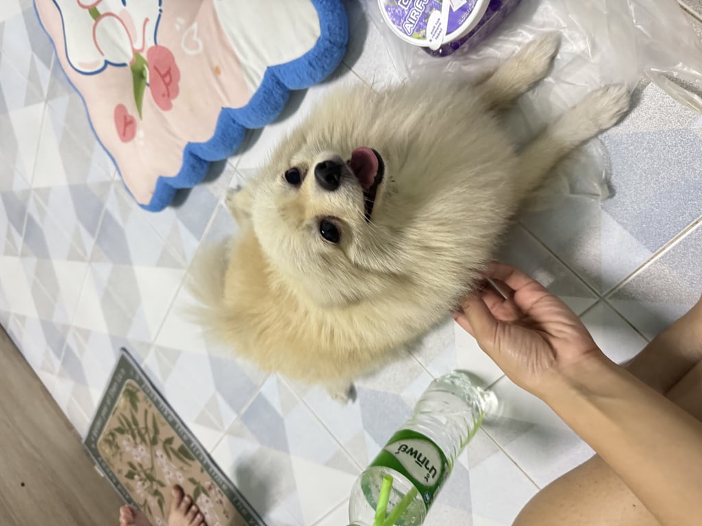 ตามหาเจ้าของหมา ตามหาเจ้าของค่ะ📍
น้องเดินริมถนนตรง ซ.ระเงง แถวหมู่บ้านชนกานต์กลางเมือง, หมู่ 4 ตำบลวิชิต เมือง, ภูเก็ต 8300 
วันที่ 6 เวลาประมาณ 4 ทุ่ม
ขีรถวนหาเจ้าของแล้วไม่เจอ เลยพาน้องกลับมาก่อน
พี่คนไหนเห็นเจ้าของตามหาอยู่ ติดต่อมาที่อินบล็อกนะคะ 🙏🏻