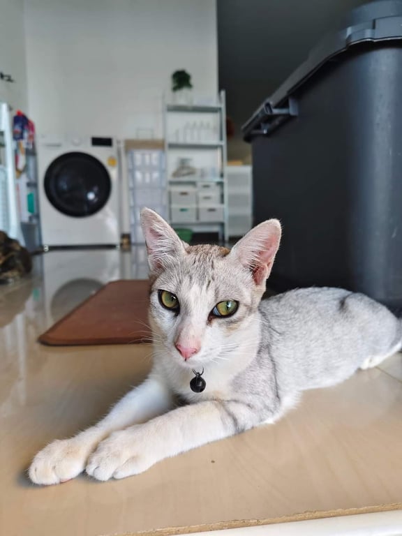 ทอม