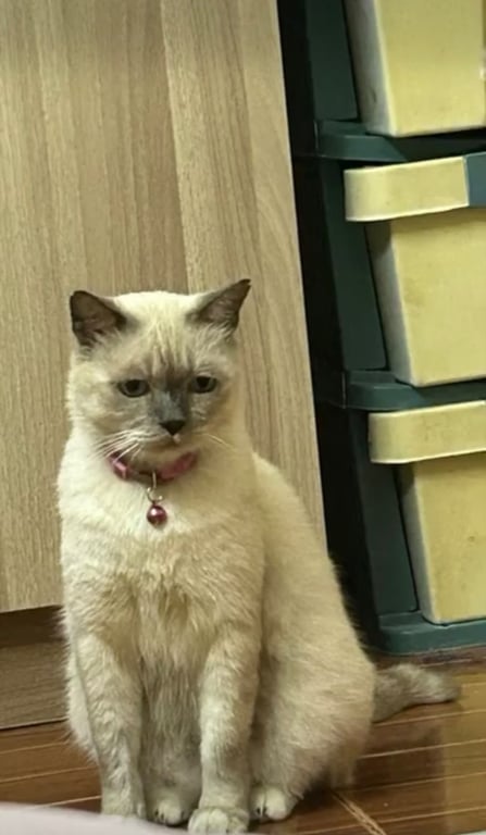นำโชค