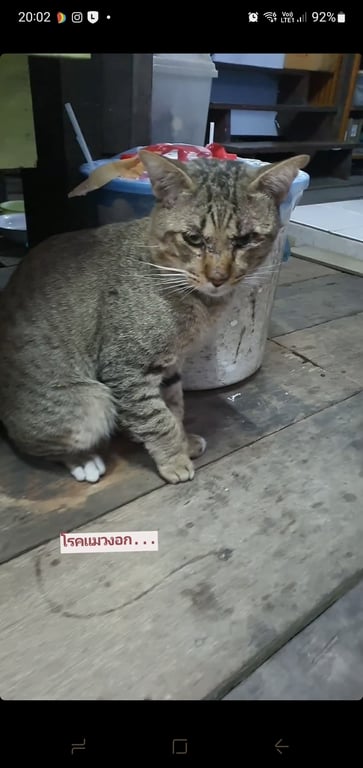 ตามหาเจ้าของแมว ใส่ถุงเท้าขาว 3ขา ขาขวาข้างหน้าเป็นลายสลิดล้วน