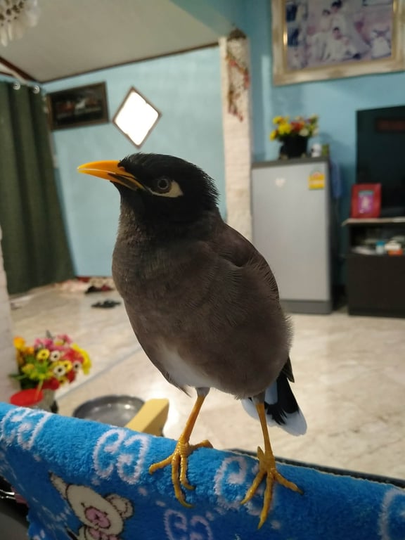 เฮงเฮง
