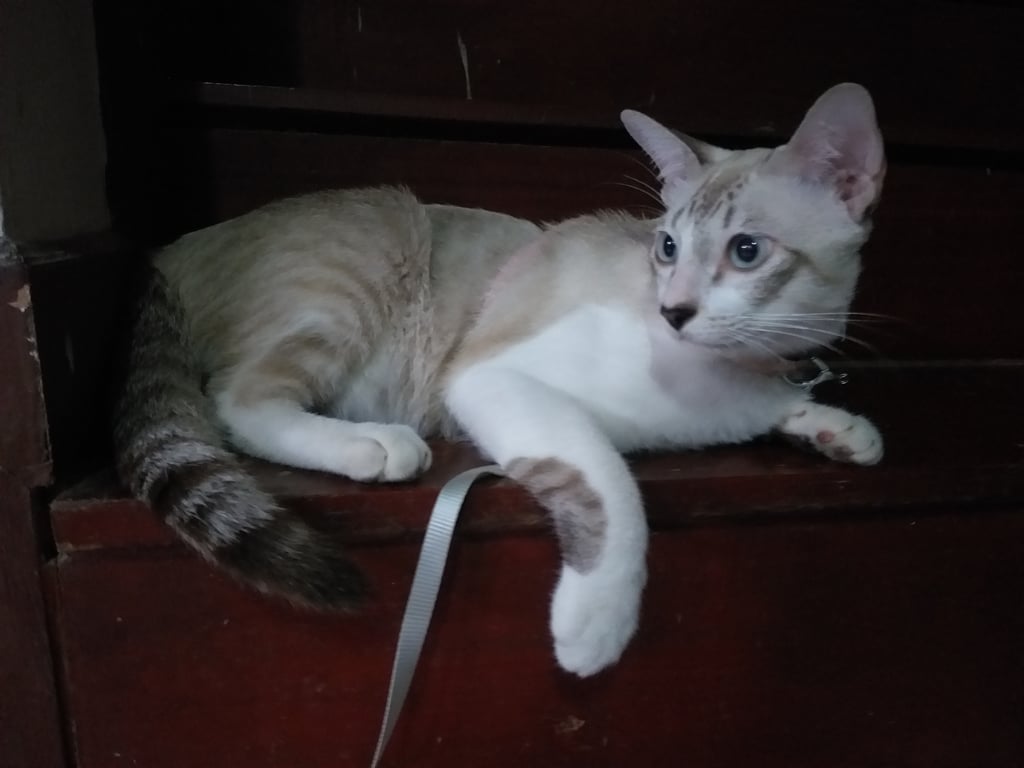 ตามหาเจ้าของแมว เพศผู้ อายุประมาณ 5-7 เดือน ปลายจมูกรูปหัวใจสีดำ ตาสีฟ้า เชื่อง แข็งแรง  ขี้อ้อนชอบอยู่กับคน 
>เป็นแมวกลงมาบ้านตั้งแต่ วันที่ 15 ก.ค.2566 ประกาศตามหาเจ้าของยังไม่มีใคติดต่อมา