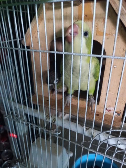อุ๋งอิ๋ง