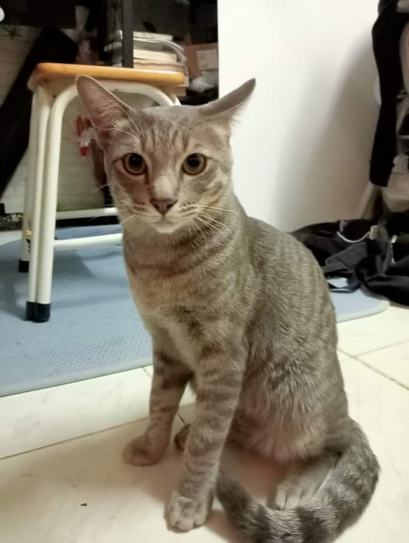 ปลาทู