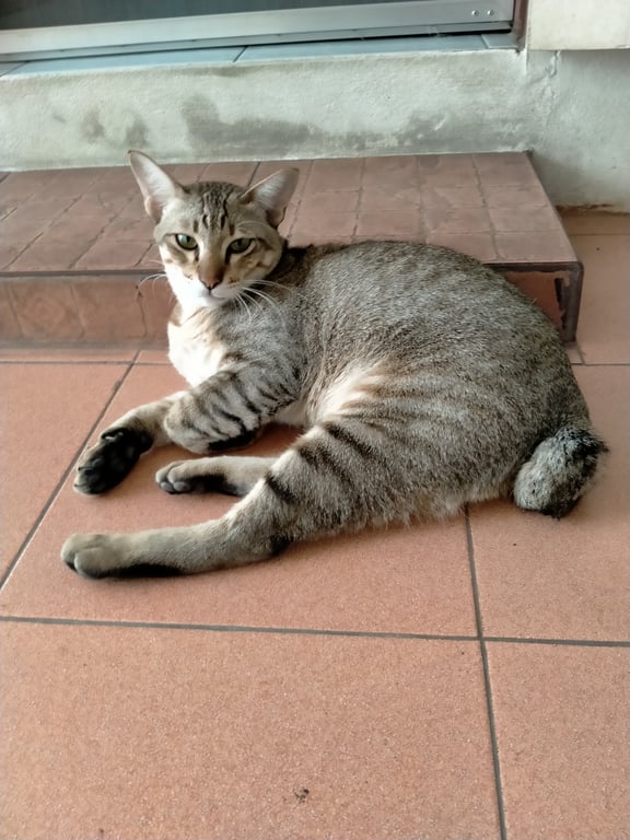 แจ๊บ