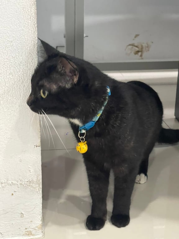 ตามหาเจ้าของแมว น้องหลุดมาพร้อมสายจูง สีเหลือง ปลอกขอ สีฟ้า กระดิ่งรูปเสือ