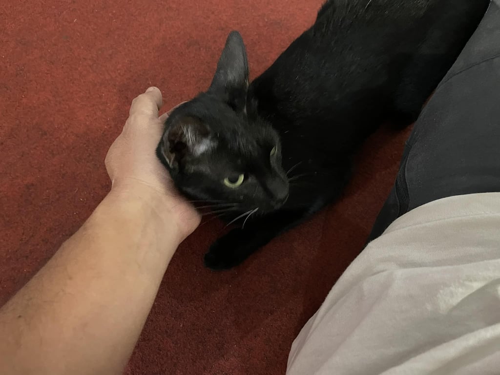 ตามหาเจ้าของแมว แมวสีดำ ปลอกคอสีแดง น้องเป็นมิตร เรียกได้ อุ้มได้ พบเห็นอยู่ภายในห้างโรบินสัน ฉะเชิงเทรา มา 2 คืนแล้ว กลัวว่าจะขาดน้ำ มีอาการร้องเรียกหาเจ้าของ