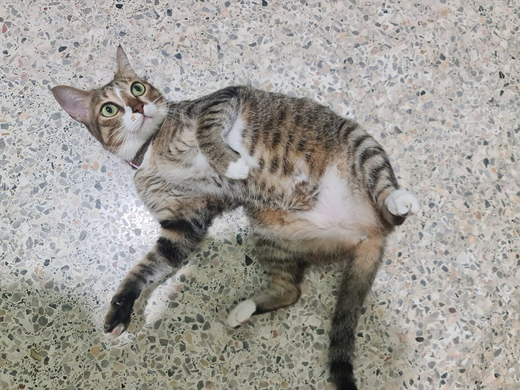 มาดี