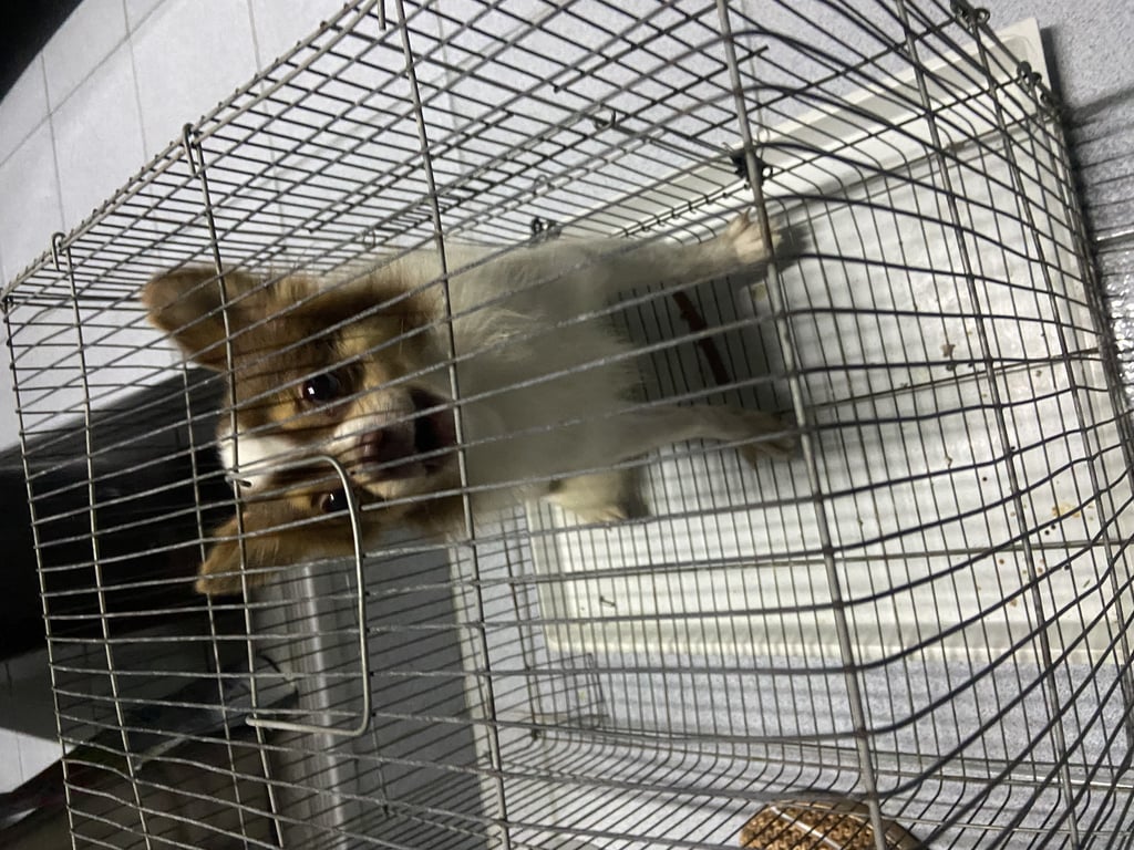 ตามหาเจ้าของหมา 