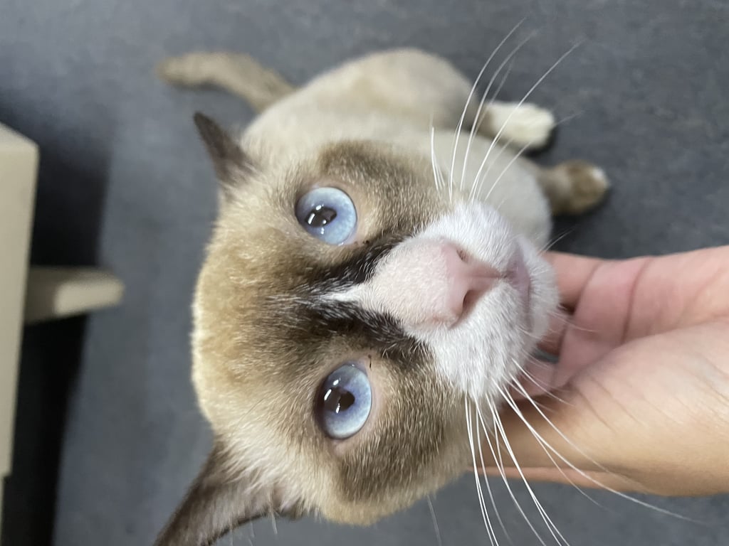 ตามหาเจ้าของแมว อบจ.ภูเก็ต