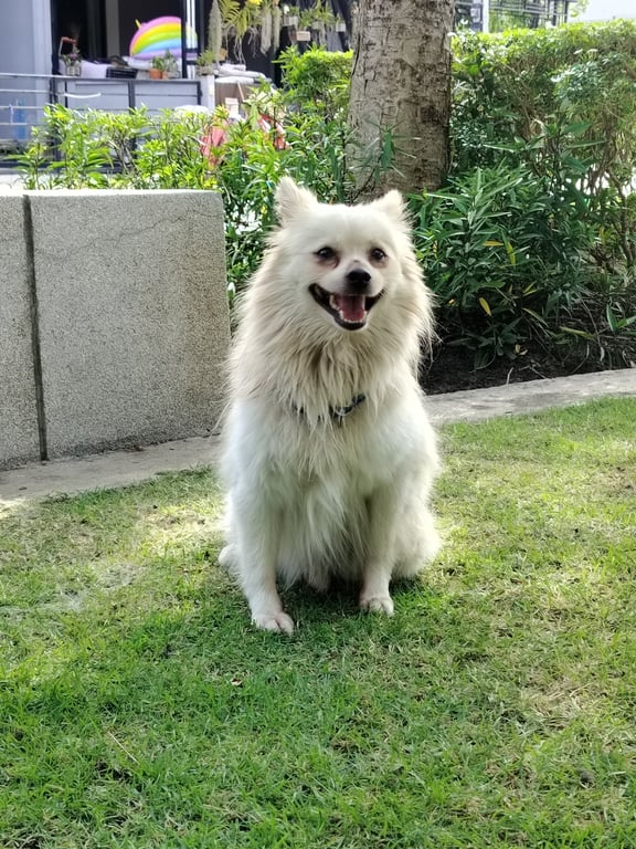 ตามหาเจ้าของหมา น้ำหนัก 7.9 กก. น้องไม่ดุ น่ารักมาก