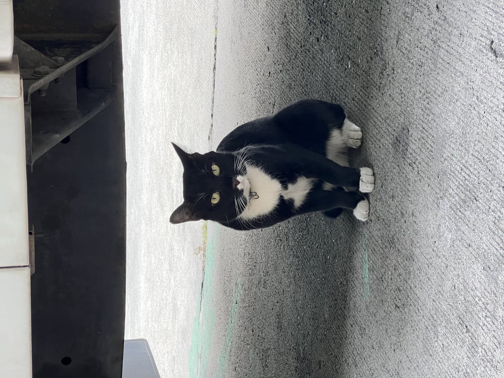 ตามหาเจ้าของแมว หนวดสีขาว ขนคิ้วสีขาว ตรงปากเป็นรูปหัวใจสีขาว ใส่ถุงเท้าทั้ง 4 ขา