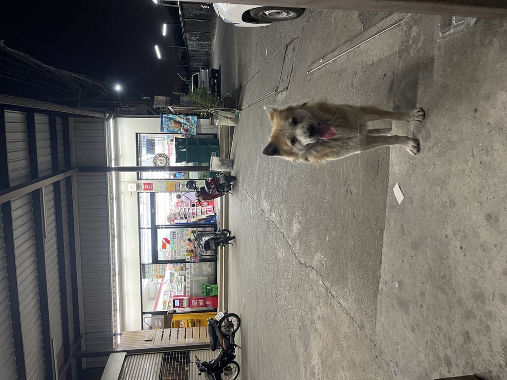 ตามหาเจ้าของหมา สุนัขเพศผู้ สีน้ำตาล-ขาว เดินหลงเข้ามาในหมู่บ้าน วิ่งตามรถเอสยูวีทุกคัน ท่าทางใจดี ไม่เห่า