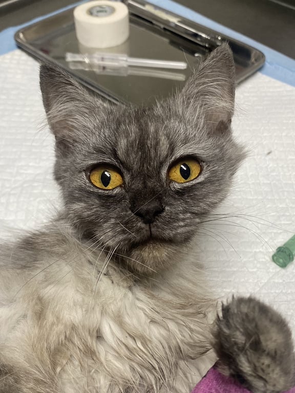 ตามหาเจ้าของแมว ลักษณะขนสีเทาและดวงตาสีเหลือง แมวดูมีลักษณะขนฟูและนุ่ม หูตั้งชัน