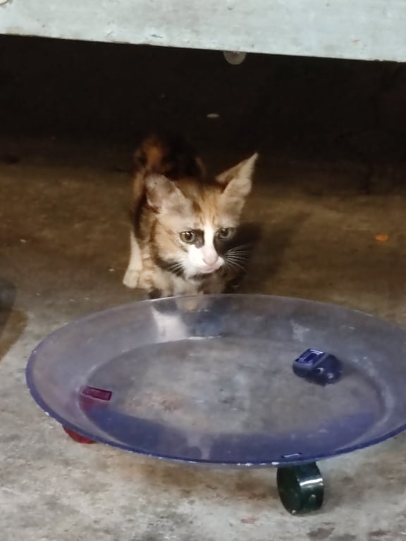 ตามหาเจ้าของแมว มีแต้มที่ตาข้างขวาสีดำ อายุ 2 เดือน ทำวัคซีนพิษสุนัขบ้าแล้ว