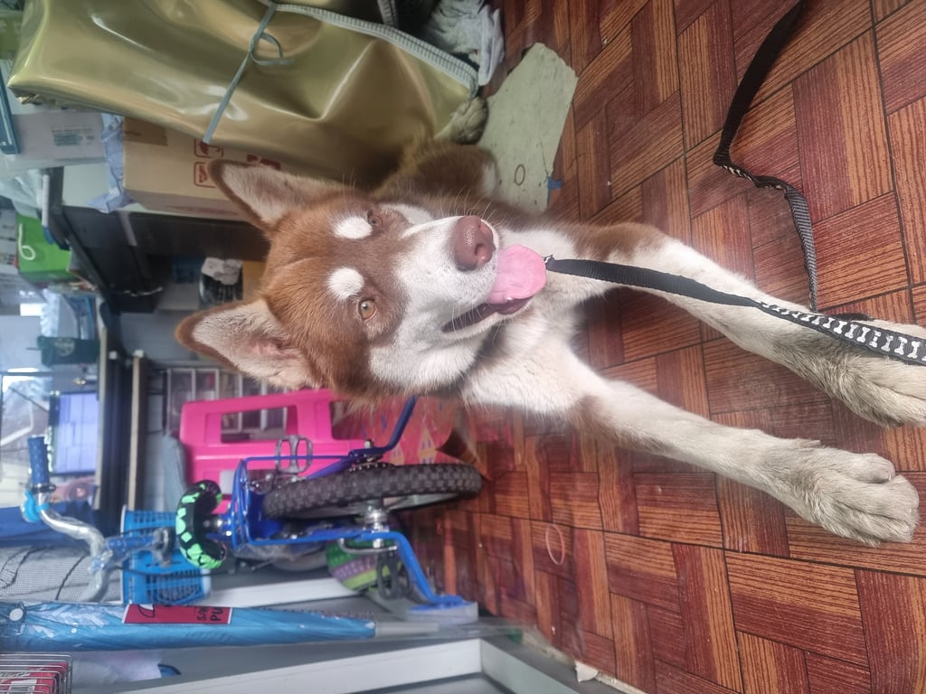 ตามหาเจ้าของหมา คิ้วขาว ขายาว