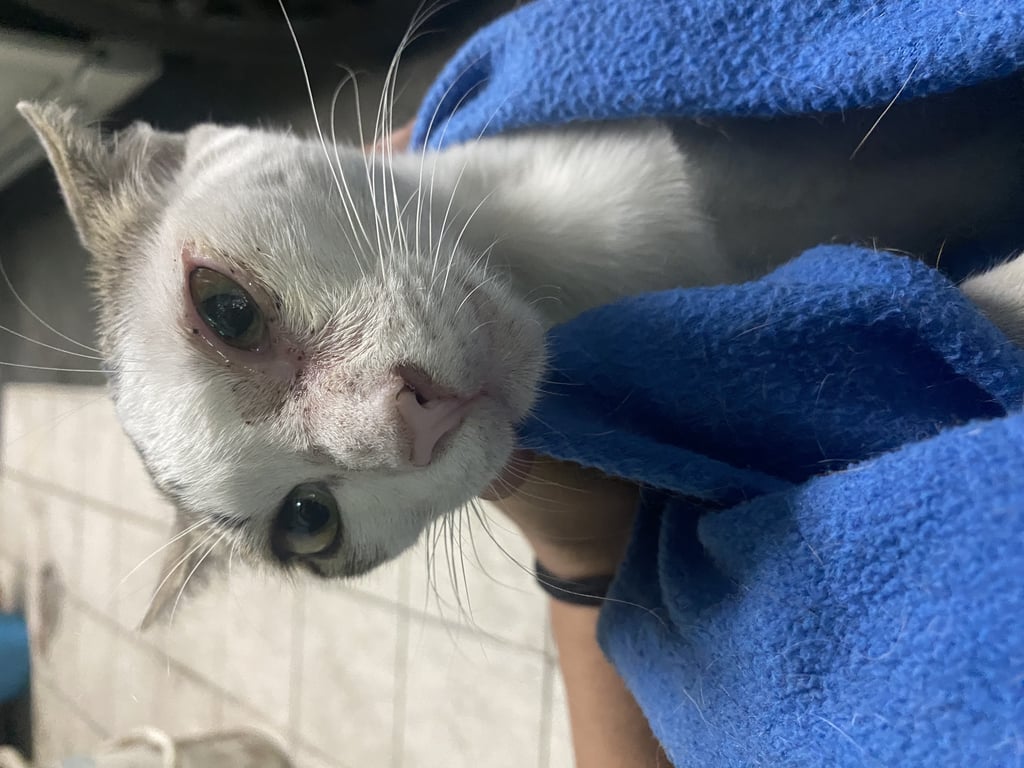 ตามหาเจ้าของแมว น้องเป็นเด็กจรค่ะ อายุราวๆ4-5เดือน หลงมาจากไหนไม่รู้ แมวเจ้าถิ่นแถวนี้ไม่รักน้อง น้องมาแบบตาเจ็บ เราช่วยดูแลทำแผลที่ตาให้เค้า จนตอนนี้ตาน้องหายดีแล้ว น้องขี้อ้อน พูดเก่ง อยู่เป็น เราทำที่นอนไว้ให้หลบหนาวน้องก็เข้ามานอนทุกคืน  เวลาเห็นเราเปิดประตู น้องก็วิ่งตามเดืนตามชวนคุยไม่หยุด เหมือนรู้ว่าแถวนี้มีแค่เราที่เอ็นดูเขา

 อยากหาบ้านเลี้ยงน้องระบบปิด100% สามารถพาน้องตรวจเลือด ตรวจสุขภาพทำวัคซีนได้ 12กพ66นี้เราจะพาน้องไปทำหมันให้ค่ะ สนใจรับน้องแอดไลน์: qzentique