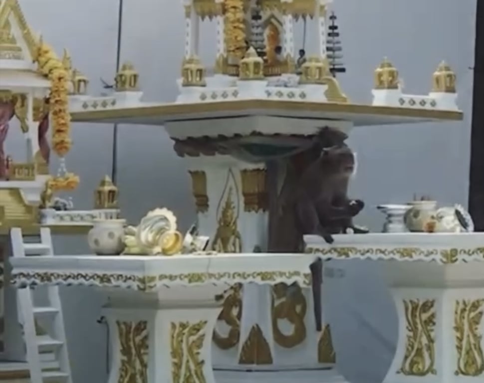 ตามหาเจ้าของลิง พบลิง อ้วนสมบูรณ์ สะอาดมาก ตัวใหญ่ แต่ดุ 
ปกติแถวนี้ไม่เคยมีลิง