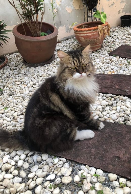 ตามหาเจ้าของแมว 