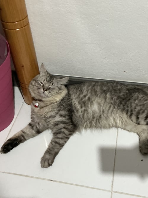 ชาเขียว