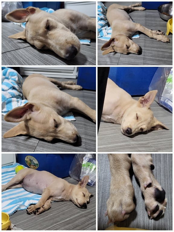 ตามหาเจ้าของหมา *หาคนรับอุปการะน้องหมาค่ะ* 
สวัสดีค่ะ เมื่อวันที่5ตุลาคม2566 มีลูกสุนัขมาหลบฝนที่หน้าร้าน ไม่แน่ใจว่าเขาเอามาปล่อยหรือหลุดมาจากไหน (ระแวกงามวงศ์วาน นนทบุรี)

📌 เพศเมีย อายุน่าจะไม่ถึงขวบ
 -    ติดคนมากค่ะ ชอบนอนซุกขาซุกแขนคน
 -    เข้ากับคน และสุนัขอื่นง่ายมากค่ะ 
 -    กินอาหารเม็ดได้
 -    สวัสดีได้ ขอมือได้ นั่งคอยได้
 -    ขนสวยค่ะ นิ่มมากๆ
 -    ขับถ่ายปกติ
📌 ขอบ้านที่อบอุ่น รักน้องจริงๆ
 -    มีรั้วรอบขอบชิด
 -    พาน้องไปหาหมอได้เมื่อเจ็บป่วย
 -    นำน้องไปฉีดวัคซีน พร้อมดูแลทุกอย่างได้

🚫 ยังไม่ได้ฉีดวัคซีน เพราะเพิ่งเก็บน้องมาไว้ชั่วคราว(วันที่6/10/66) ไม่กล้าทิ้งไว้ค่ะ น้องจะวิ่งออกนอกถนนใหญ่ไป
‼️ หาคนดูแลน้องเพราะส่วนตัวที่บ้านมีแมวหลายตัวค่ะ เลี้ยงน้องหมาไม่ได้ 

🚗 กทม.ปริมณฑล ปทุม นนทบุรี เรายินดีส่งน้องให้ฟรีค่ะ #ไม่มีค่าใช้จ่าย #หาคนอุปการะ #น้องหมา