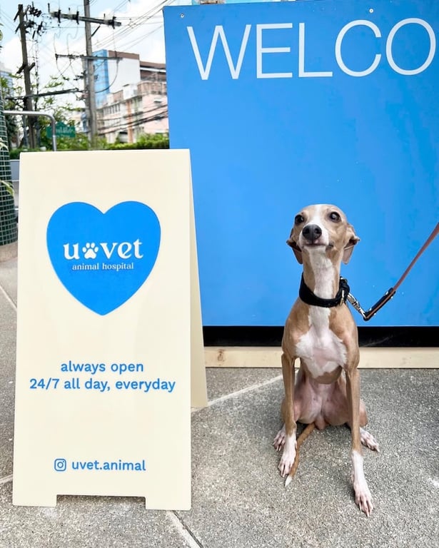 โรงพยาบาลสัตว์ยูเว็ท ราชพฤกษ์-ท่าอิฐ 24 ชั่วโมง UVET Animal Hospital Ratchaphruek-Tha It