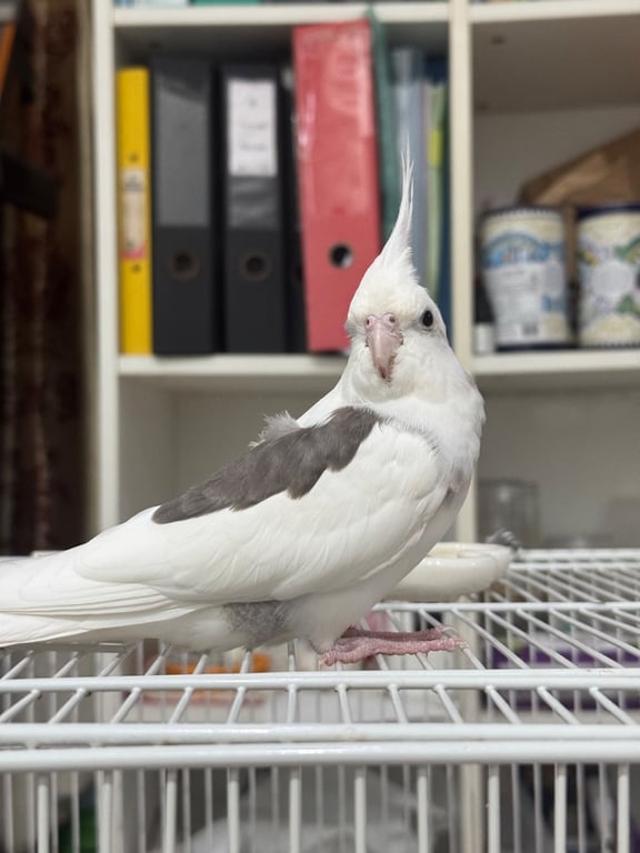 ยูกิ