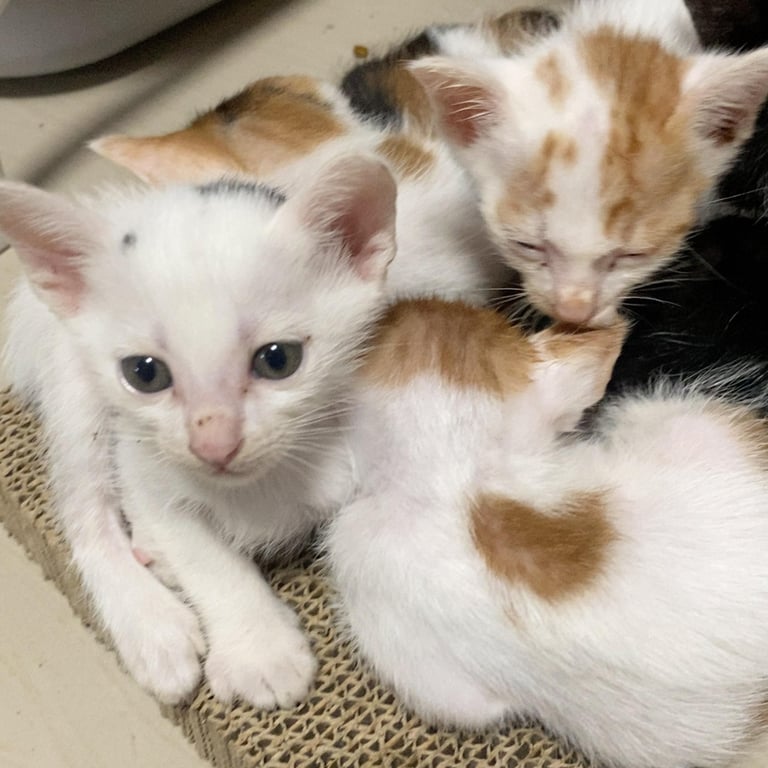 ตามหาเจ้าของแมว อายุ1เดือน