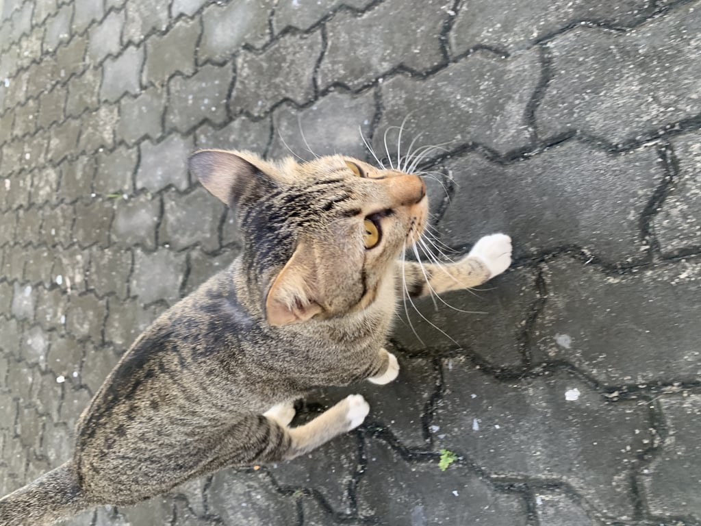 ตามหาเจ้าของแมว แมวสลิดมีถุงเท้าขาว 4 ข้าง
นิสัยขี้อ้อน น่าจะทำหมันแล้ว เจอที่แฟลตทหารเรือสุขสวัสดิ์ ตึก 3 ประมาณ 2-3 สัปดาห์