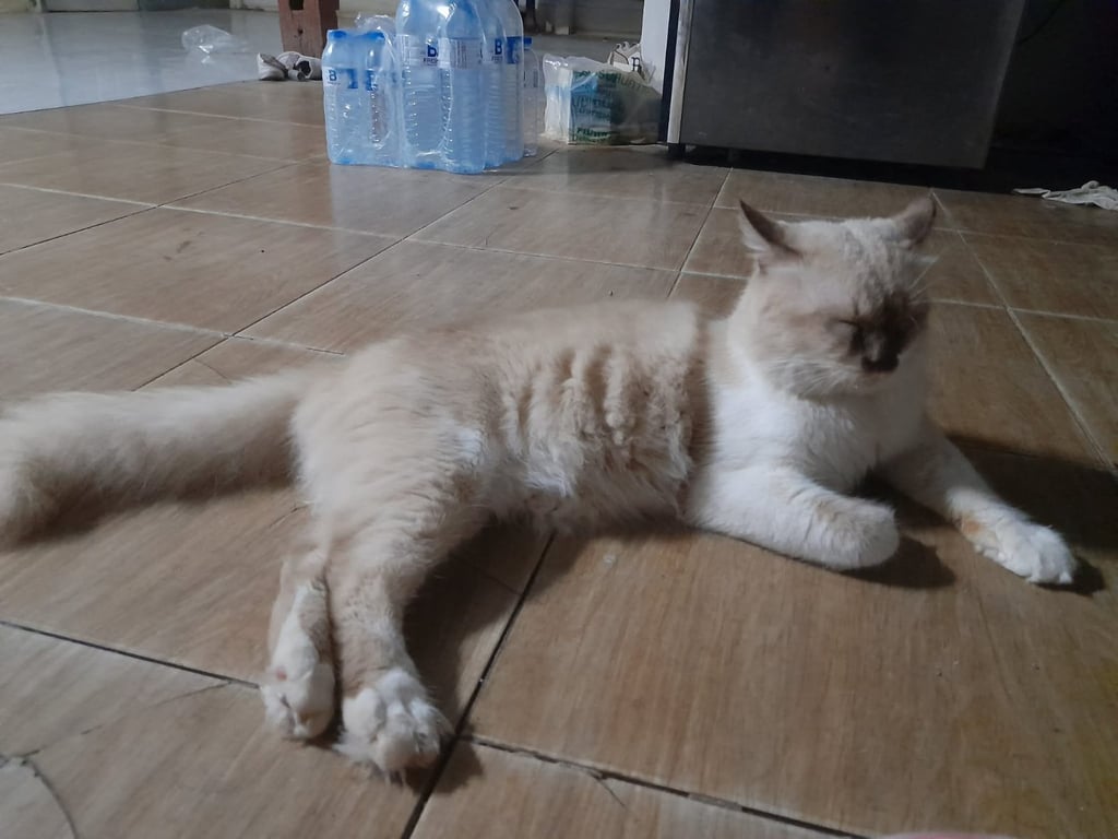 โอลาฟ
