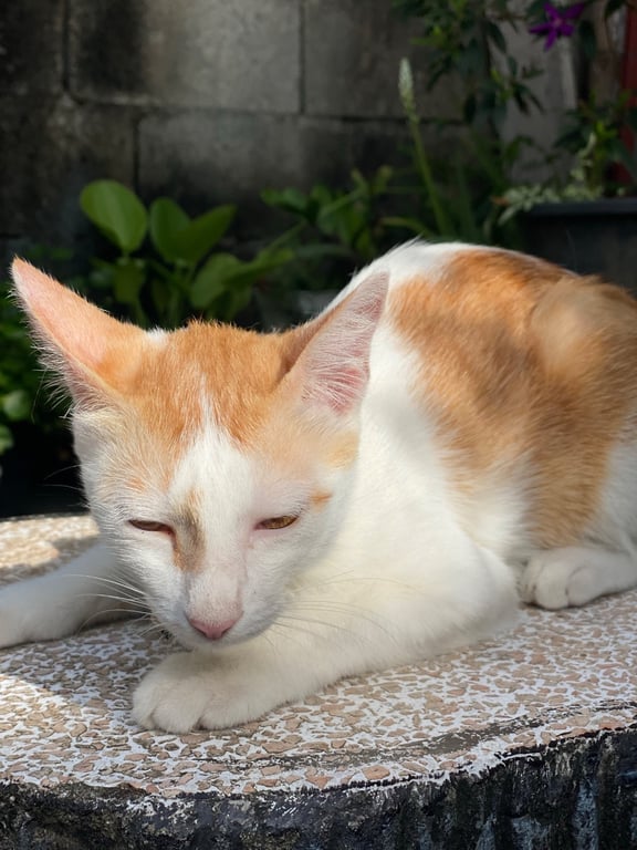 เป็ดน้อย