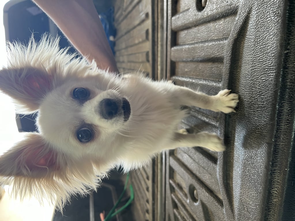 ตามหาเจ้าของหมา ชิวาว่าขนยาว