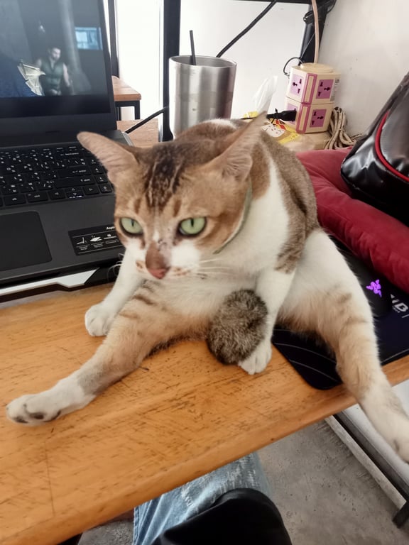 แมวเนย