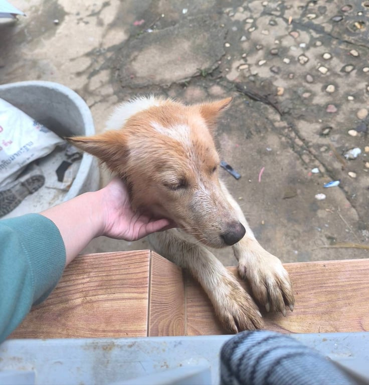 เต้าฮวย