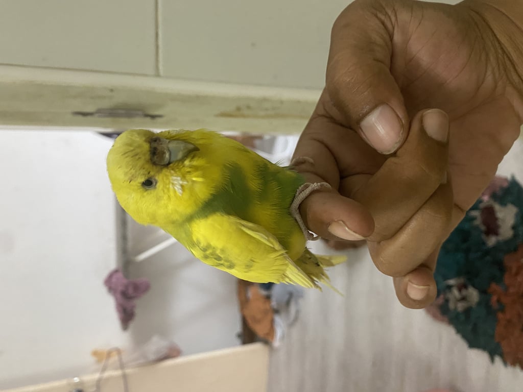 ตามหาเจ้าของนก 