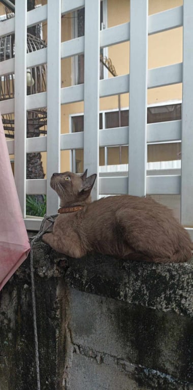 ตามหาเจ้าของแมว 