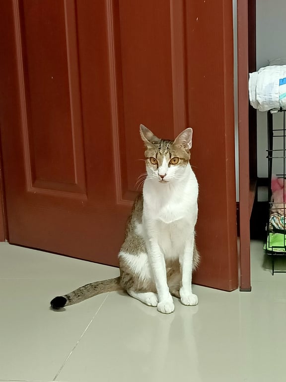 น้องรวยรวย