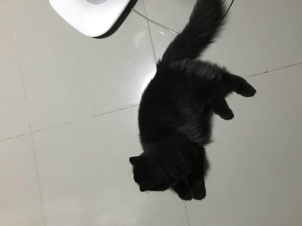 ตามหาเจ้าของแมว แถวบ่อหิน-ตลาดขวัญ-ท่ารั่ว เชียงใหม่