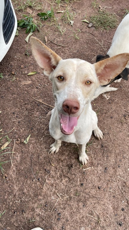 ตามหาเจ้าของหมา หูตั้ง ตัวสูง จมูกน้ำตาล(สีอ่อน) มีการดูแลตัดเล็บ