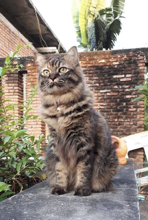 ซูโม่